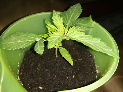 1535371774106174413682