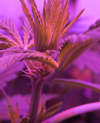Growreport Bild 4