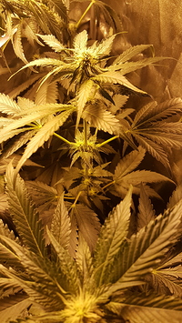 Growreport Bild 3