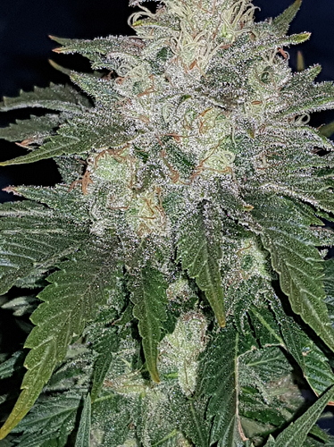 Growreport Bild 31