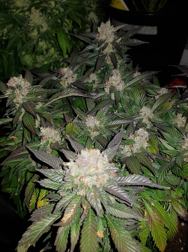 Growreport Bild 16