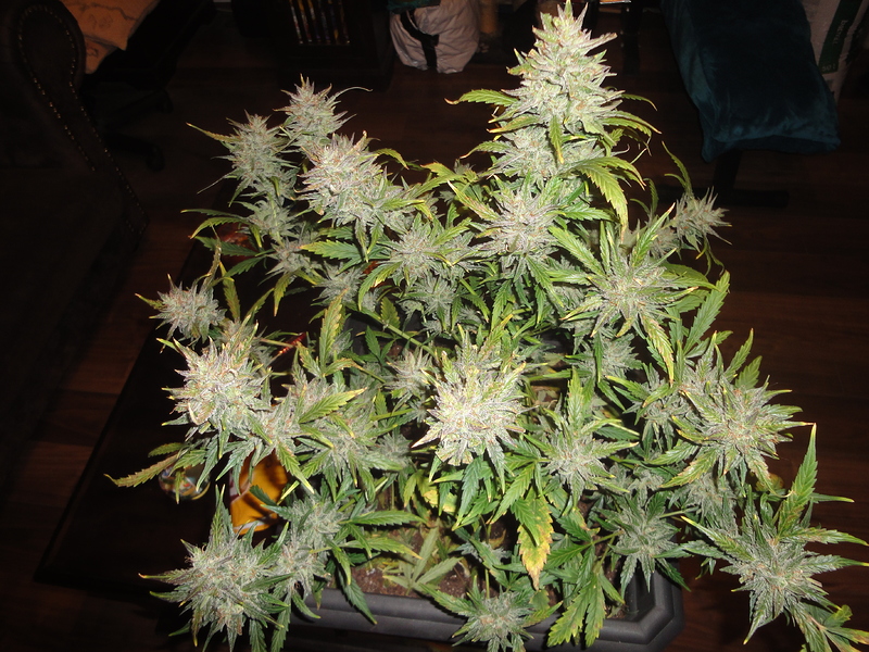 Indoor Grow 2 Bloody Skunk auto