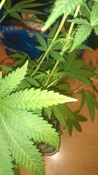 Growreport Bild 3