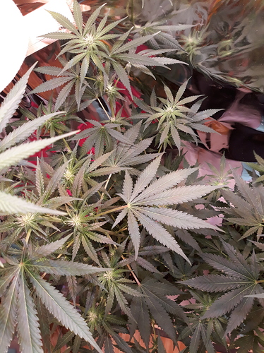 Growreport Bild 3