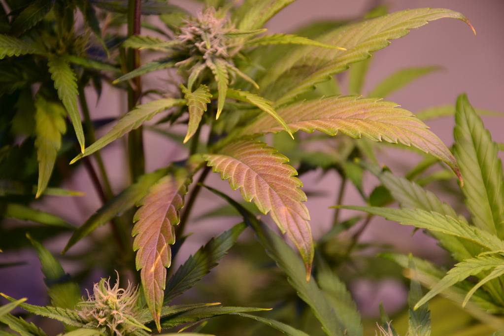 Mängelerscheinungen rote Stiele, lila Blätter etc GrowProbleme Forum