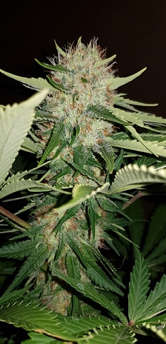 Growreport Bild 19