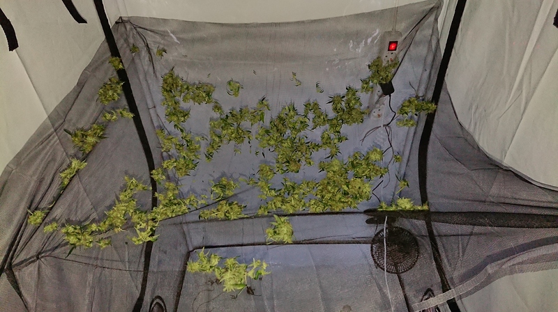 1st Grow - Super Skunks Automatic White Label