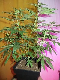 Growreport Bild 8