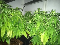 Growreport Bild 4
