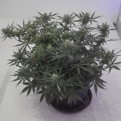 Mein allererster Indoorgrow (Blueberry Automatic, MarsHydro Reflector 48)