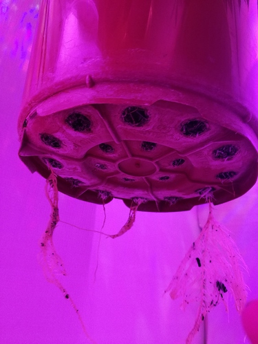 Growreport Bild 5