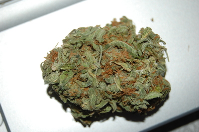 Growreport Bild 1