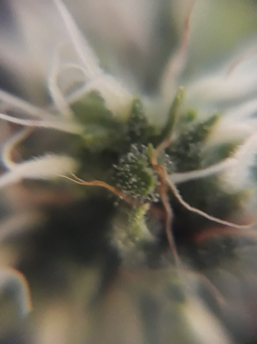 Growreport Bild 6