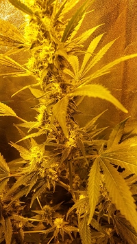 Growreport Bild 1