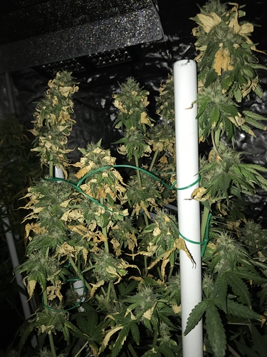 Growreport Bild 7