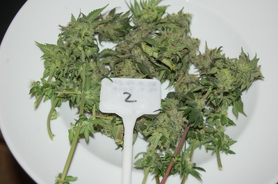 Growreport Bild 13