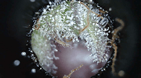 Growreport Bild 9