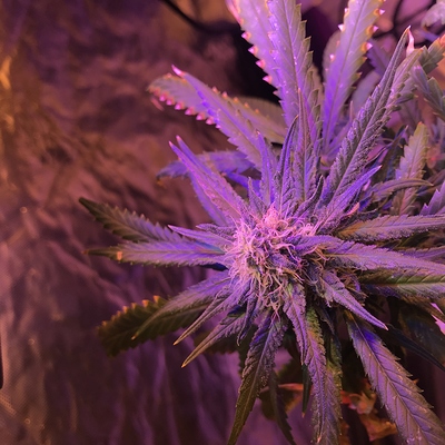 Growreport Bild 14