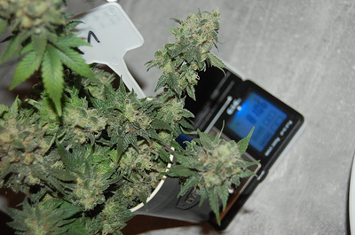 Growreport Bild 9