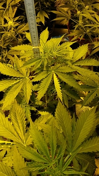Growreport Bild 43