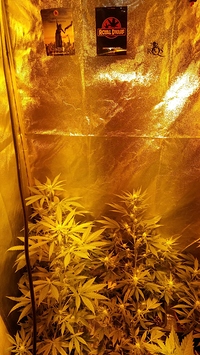 Growreport Bild 26