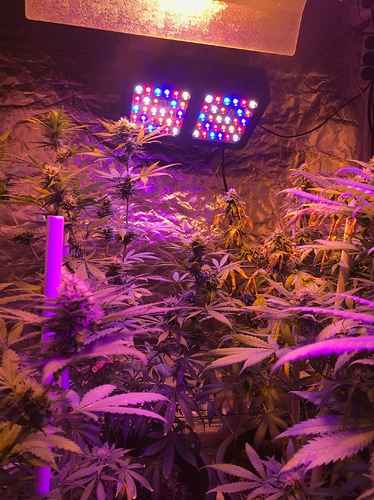 Growreport Bild 7