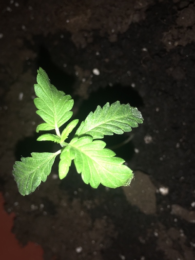 Hilfe! Warum wächst mein pflanze nicht - Grow-Probleme Hilfe! Warum wächst mein pflanze nicht - Grow-Probleme
