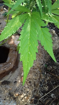 Growreport Bild 7