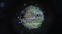 Growreport Bild 13