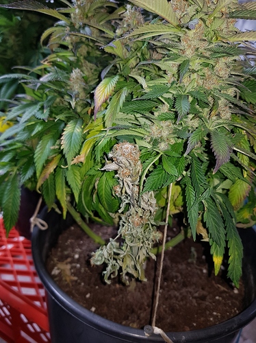 Growreport Bild 34