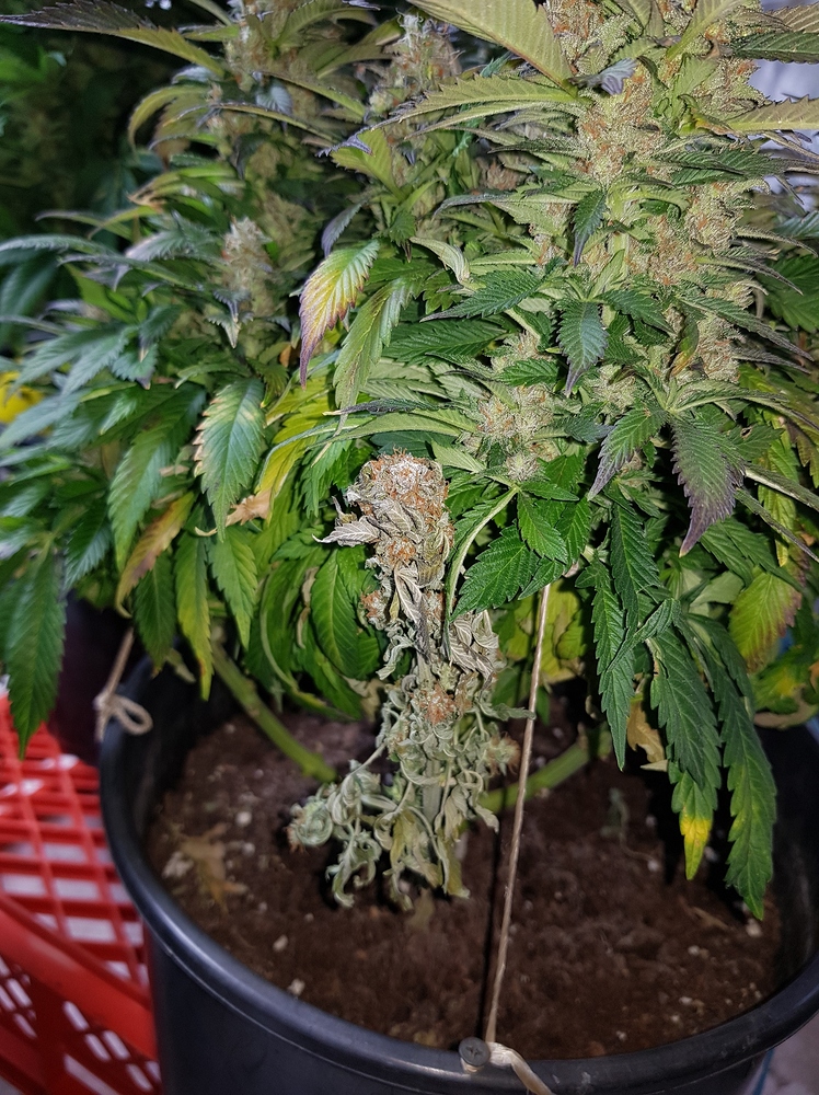 White Window, Skunk Kush, White Skunk, Master Kush