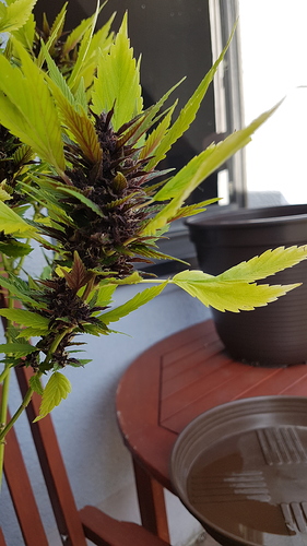 Growreport Bild 4