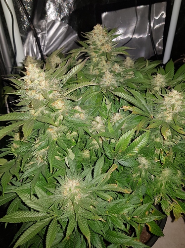 Growreport Bild 1