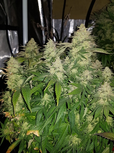 Growreport Bild 17