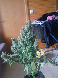 Growreport Bild 7