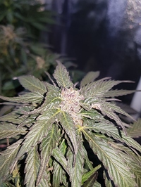 Growreport Bild 5