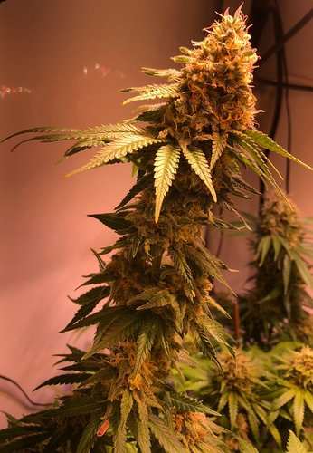 Growreport Bild 3