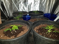 Growreport Bild 3
