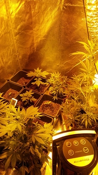 Growreport Bild 15