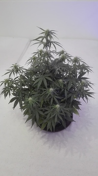 Growreport Bild 2