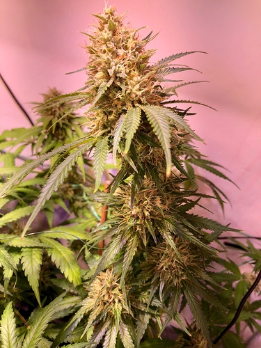 Growreport Bild 6