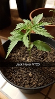 Growreport Bild 3