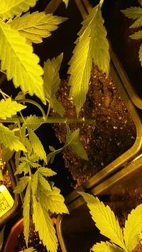 Growreport Bild 40