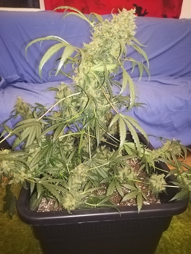 Growreport Bild 6