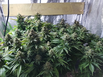 Growreport Bild 3