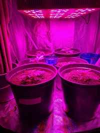 Growreport Bild 1