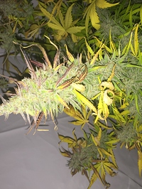 Growreport Bild 1