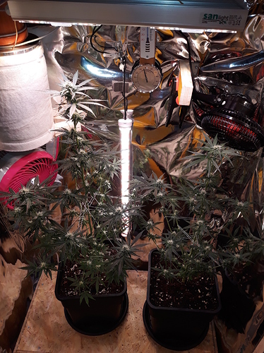Growreport Bild 3