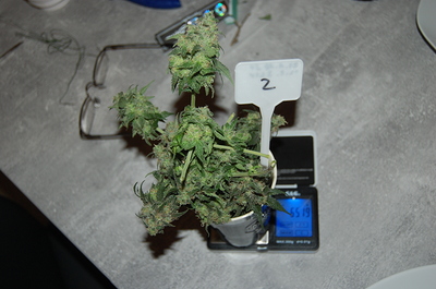 Growreport Bild 11