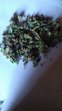 Growreport Bild 6
